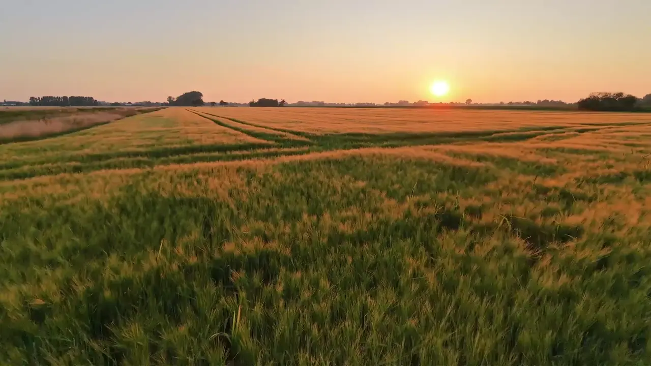 Goldene Stunde im Kornfeld